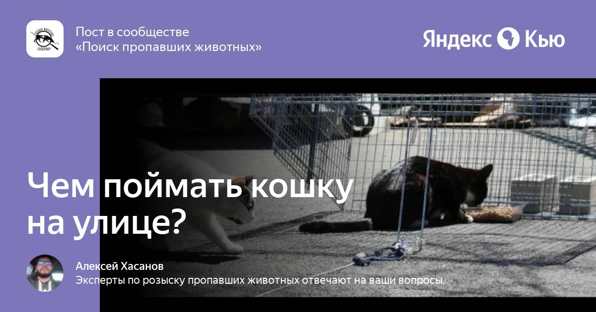 Чем поймать кошку на улице?» — Яндекс Кью