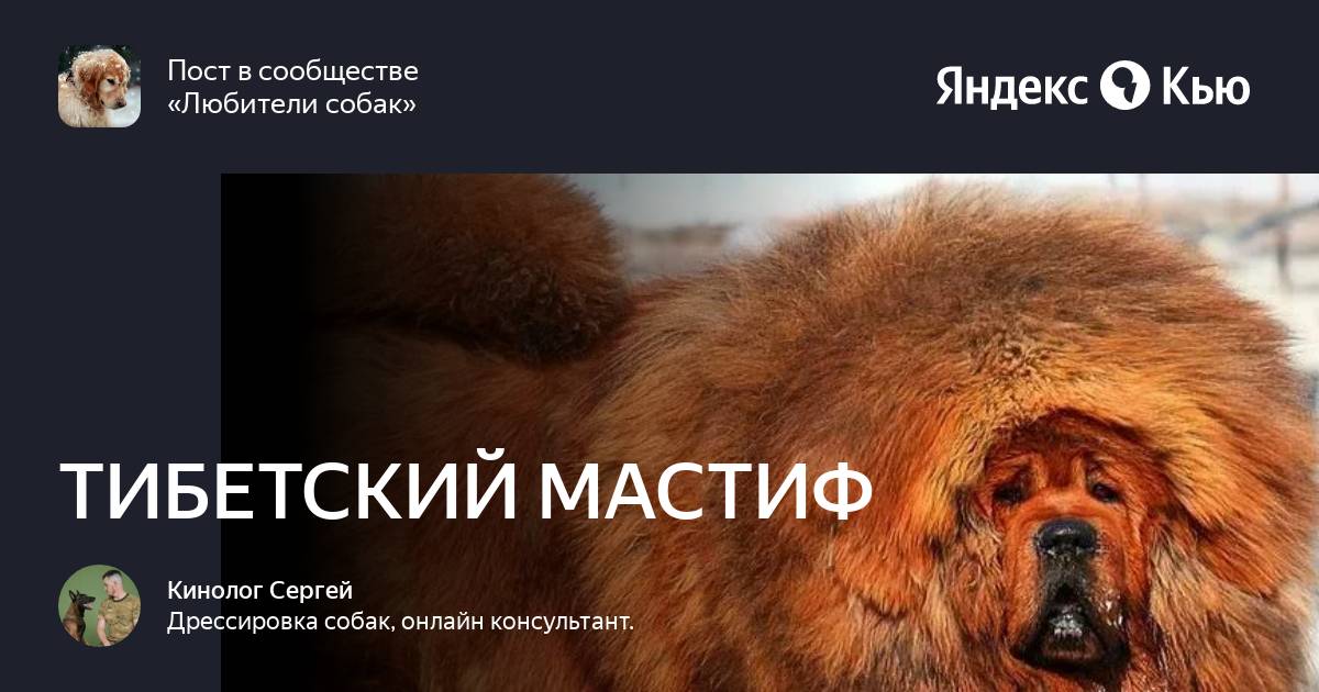 Настойчивость собаки