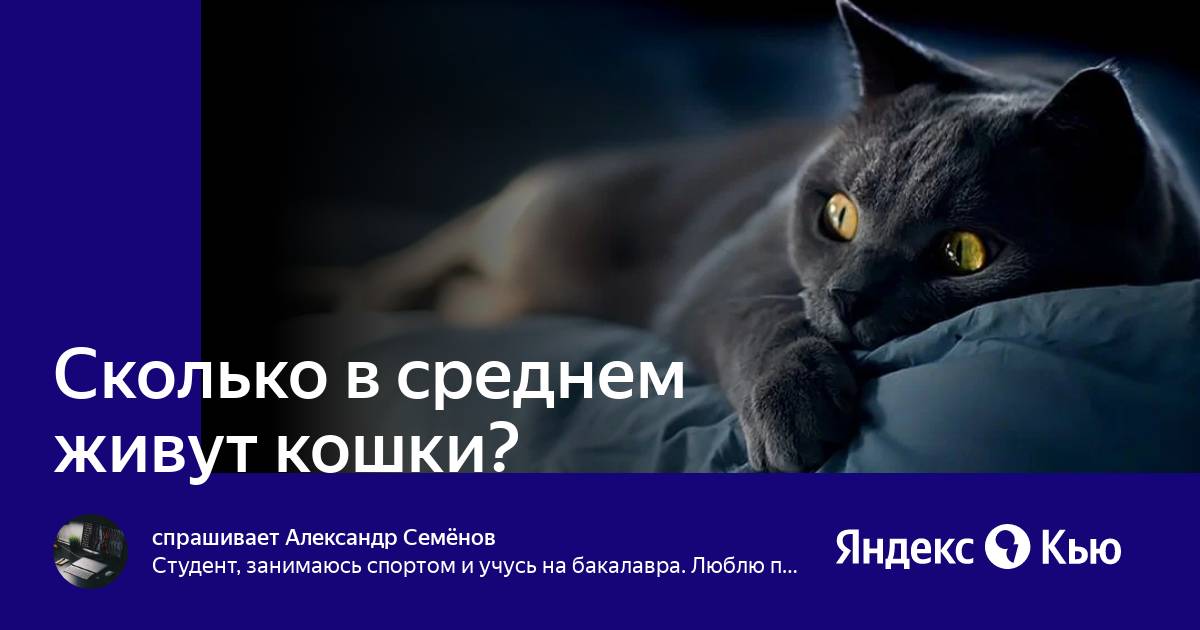 Сколько в среднем живут кошки?» — Яндекс Кью