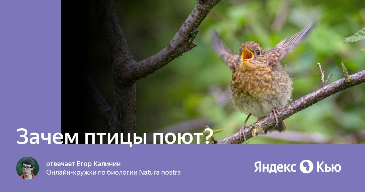 Почему птицы поют весной. Почему птицы поют. Почему птицы поют по утрам. Зачем птицы едят камни. Знаете почему птицы по утрам поют им на работу не надо.