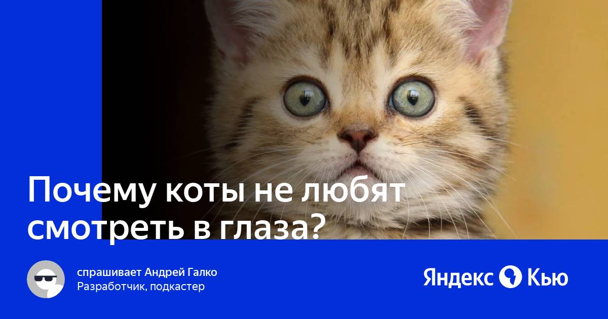 Почему кошки не любят, когда им пристально смотрят в глаза?