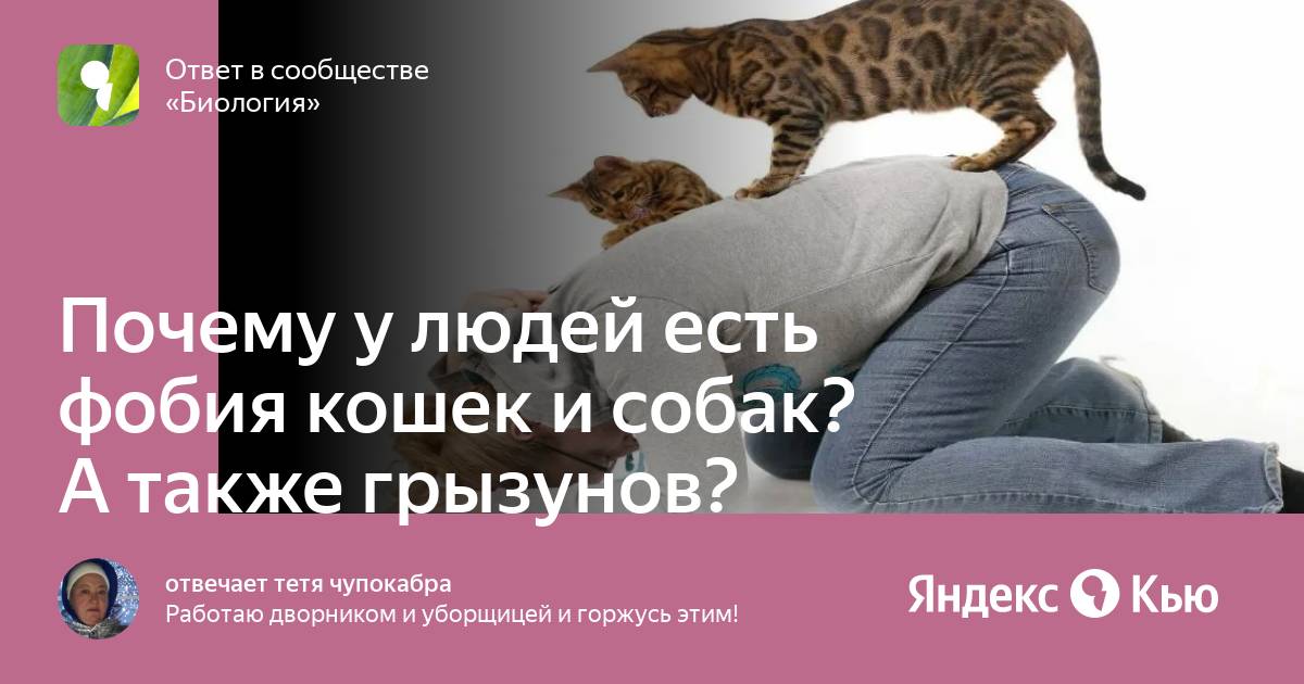 Как называется боязнь кошек. Как называется боязнь кошек