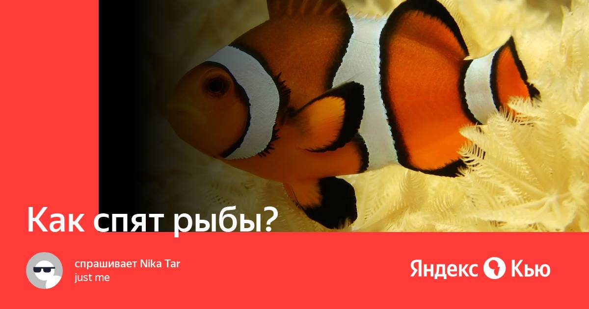 Как спят рыбы?» — Яндекс Кью