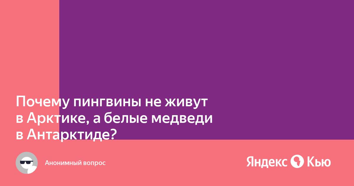 Как два полюса: почему белые медведи и пингвины не являются соседями | ЯМАЛ-МЕДИА | Дзен