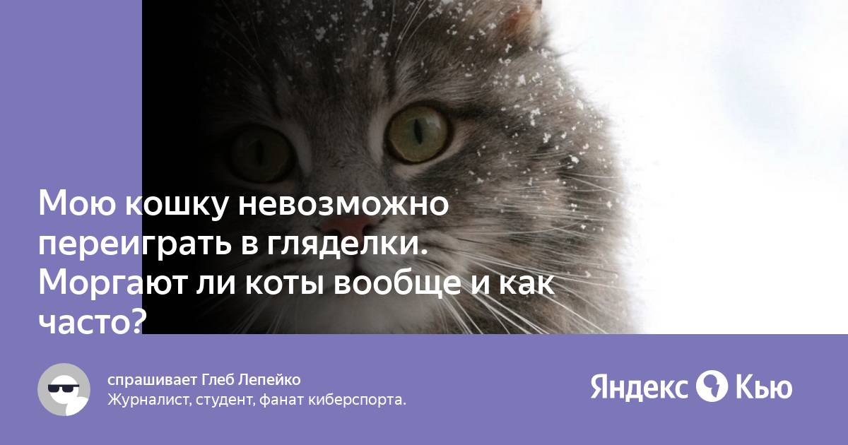 Мою кошку невозможно переиграть в гляделки. Моргают ли коты вообще и как  часто?» — Яндекс Кью