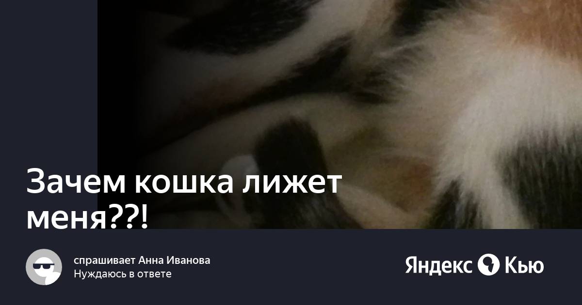 Почему кошка меня облизывает