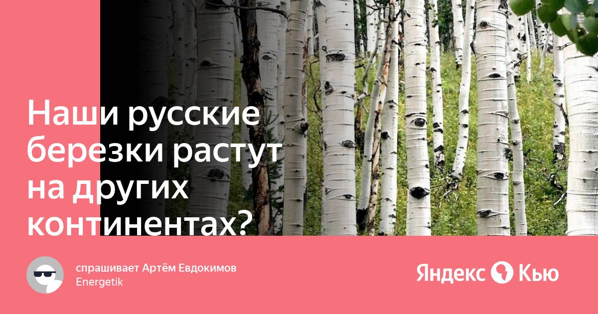 Наши русские березки растут на других континентах?» — Яндекс Кью