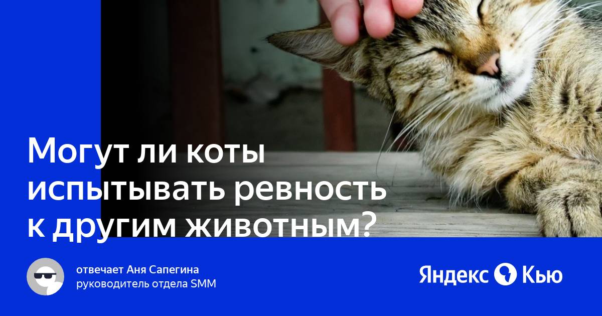 Верные ли коты. Ревность кота к другому коту. Могут ли коты испытывать страх. Может ли попугай ревновать к другому животному.