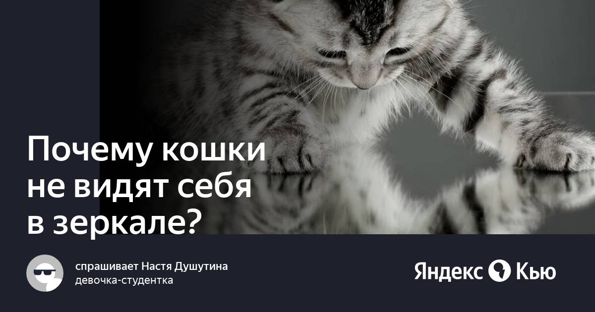 Почему кошки не видят себя в зеркале?» — Яндекс Кью