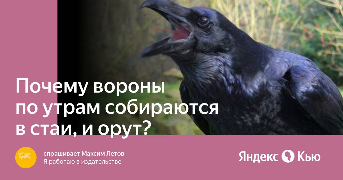 Почему вороны. Ворона накаркала. Накаркала прикол. Накаркал Мем. Накаркала картинки.