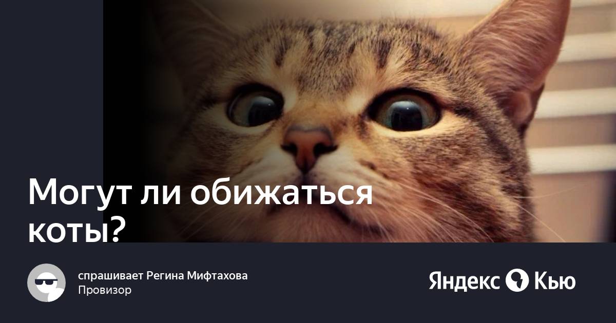 Кот обижает кота что делать