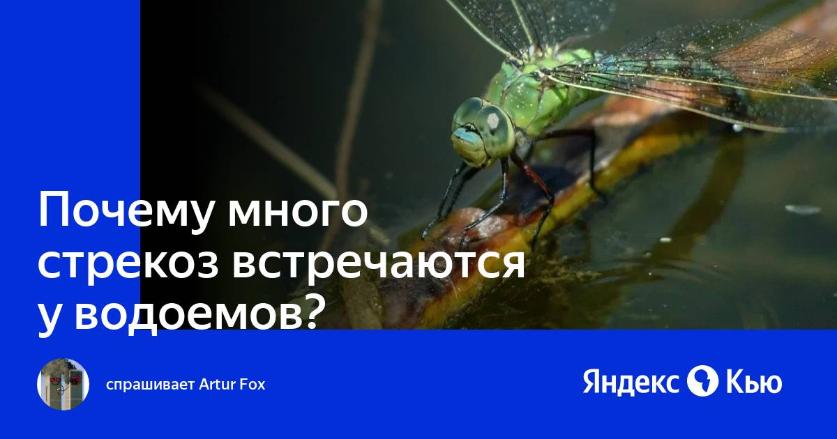 Почему много стрекоз у водоемов