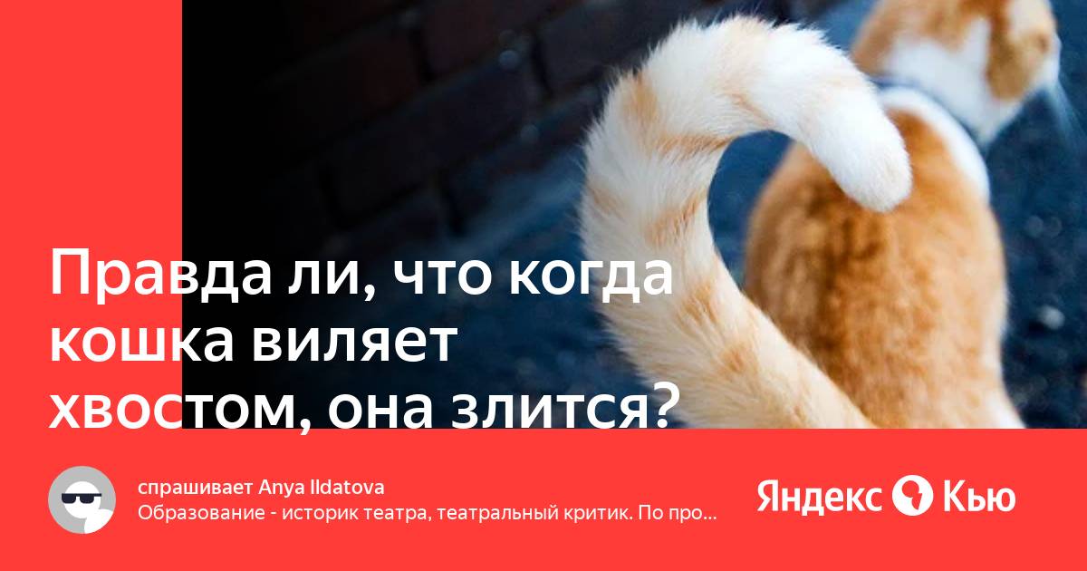 Правда ли, что когда кошка виляет хвостом, она злится?» — Яндекс Кью