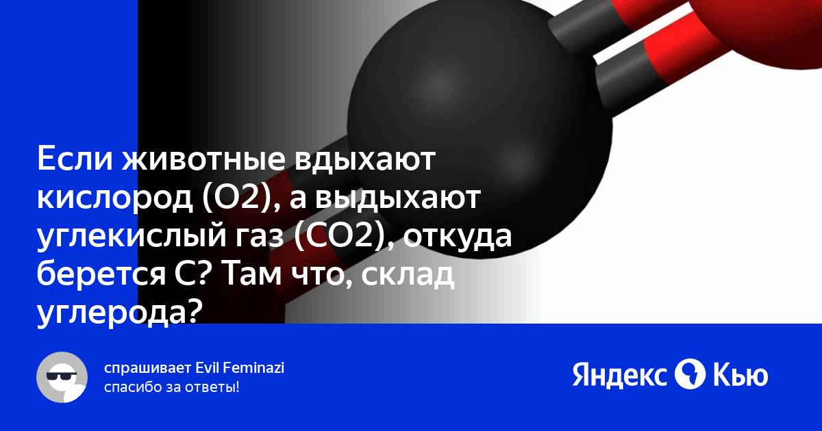 Превращение углекислого газа в кислород. Кислород вдыхается, углекислый ГАЗ выдыхается. Что будет если дышать углекислым газом долго. Вдыхаем кислород а выдыхаем углекислый ГАЗ. Также люди и животные вдыхают кислород и выдыхают диоксид углерода.