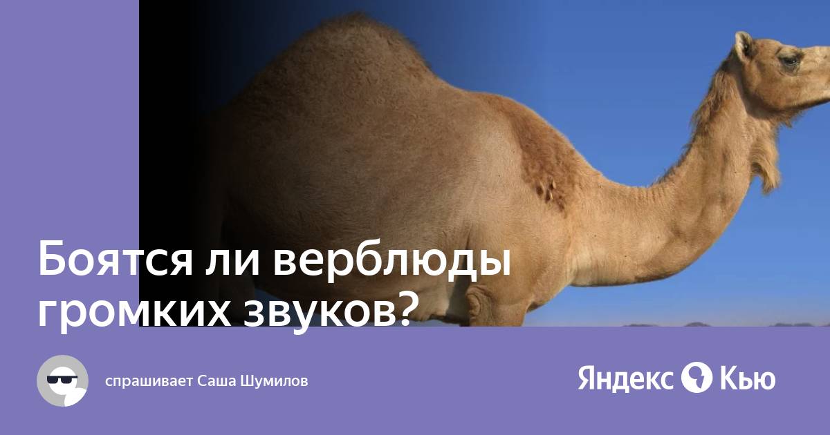 Боятся ли верблюды громких звуков?» — Яндекс Кью
