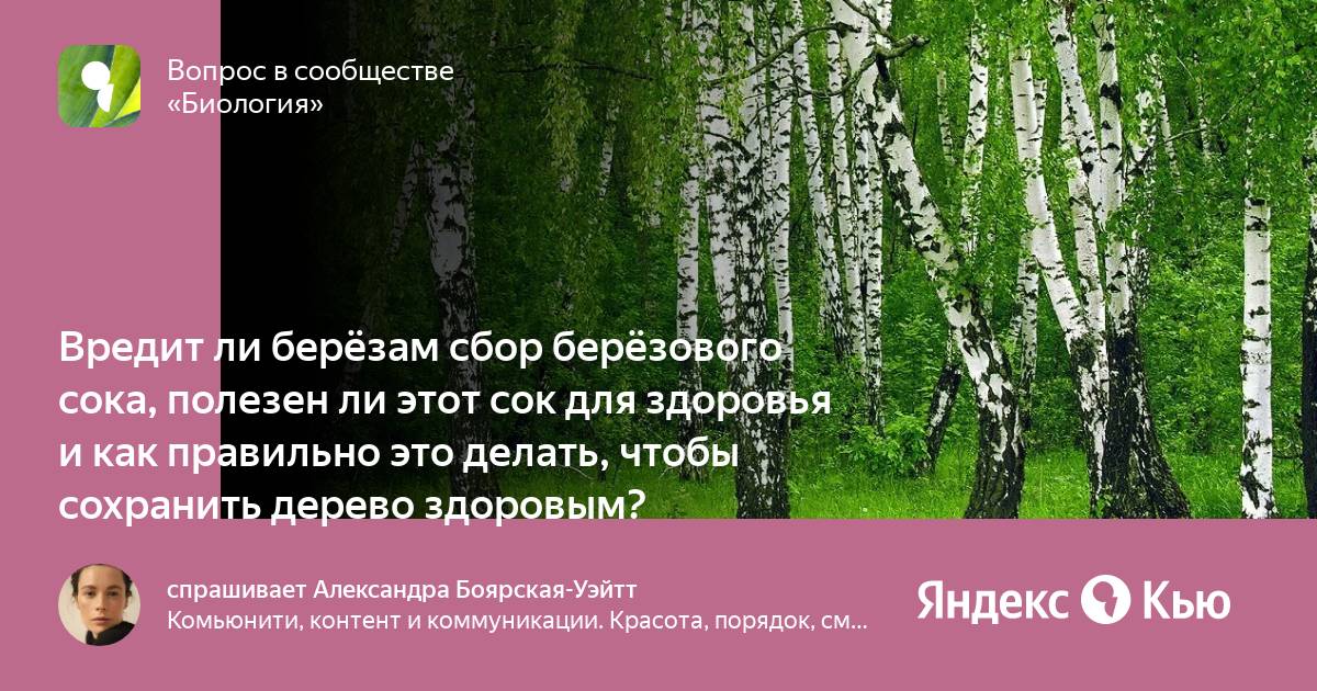 Можно ли березовый сок при гастрите. Сбор березового сока. вредит ли березе сбор сока. какой вред деревьям приносит сбор сока. как выбрать березу для сбора сока.