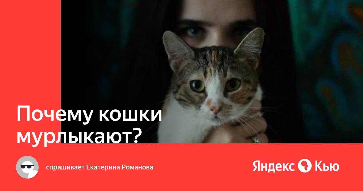Почему кошки мурлыкают?» — Яндекс Кью