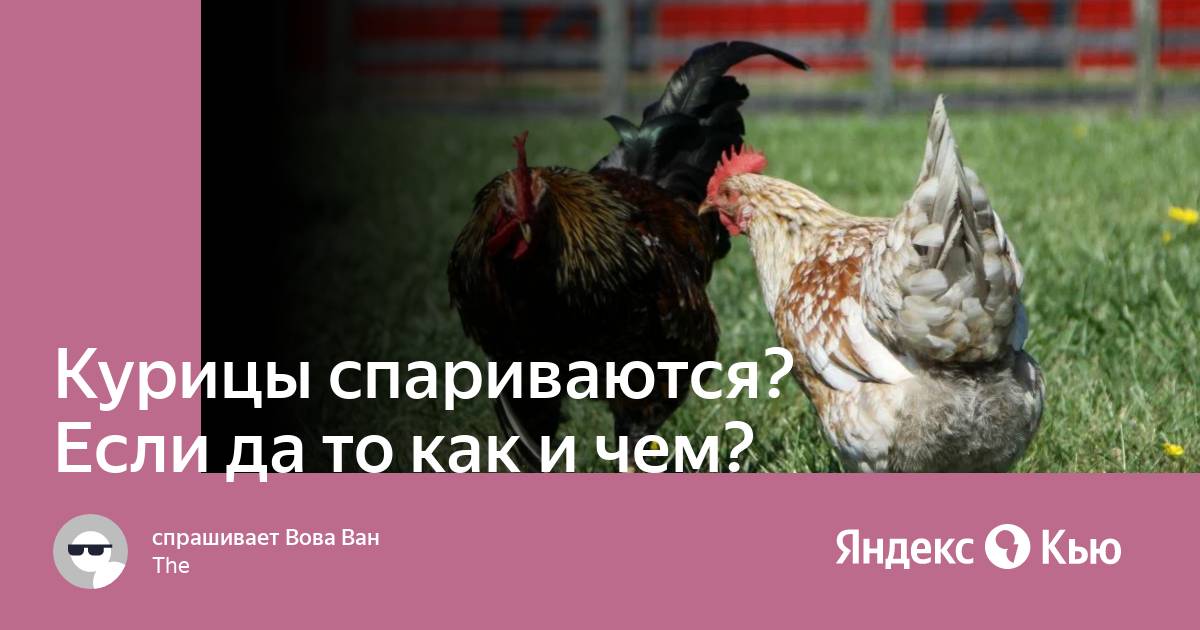 Как петух топчет курицу схема