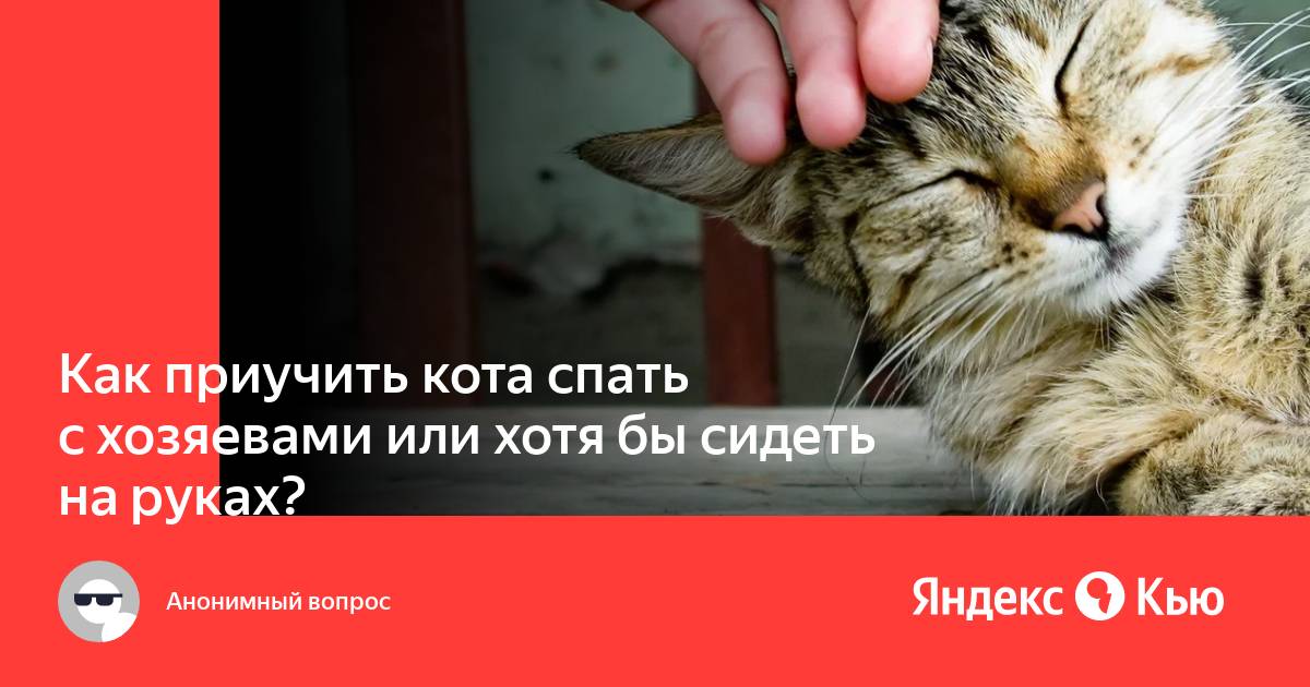 Кот стал спать на моей кровати