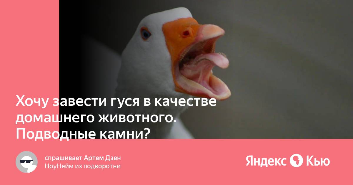 Как завести гуся на компьютере