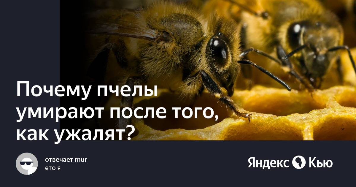 Авокадо пчелы погибают. Веганский мед. Сон на ульях с пчелами. Вегетарианцы едят мед. Пчелотерапия.