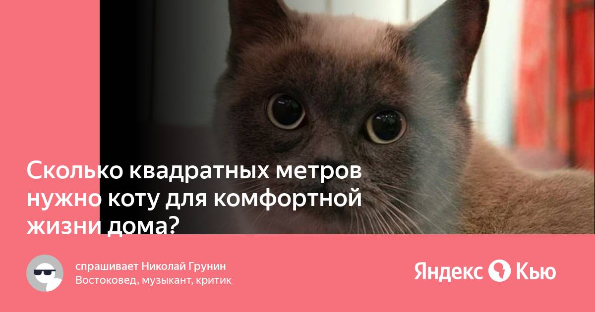 Сколько метров кота