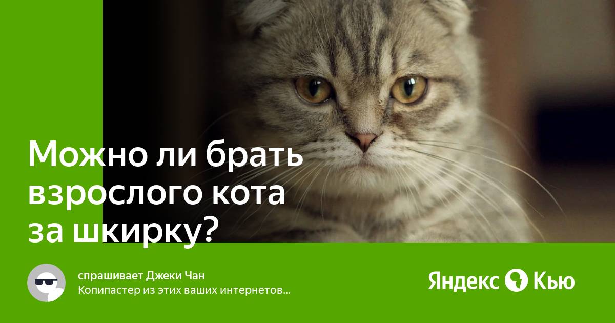 Можно ли брать взрослого кота за шкирку?» — Яндекс Кью