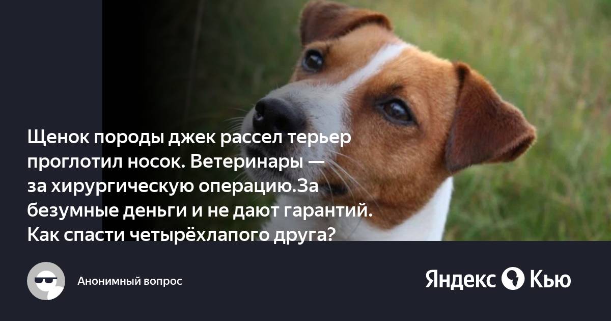 Андрей решил выяснить соответствует ли изображенная на фотографии собака породы джек рассел терьер