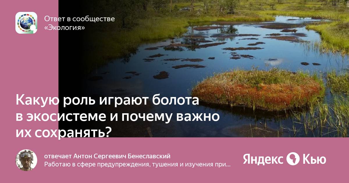 Люди на болоте кратко по главам. Какую роль в природе и жизни человека играют болота. Какую роль играют растения в природе.