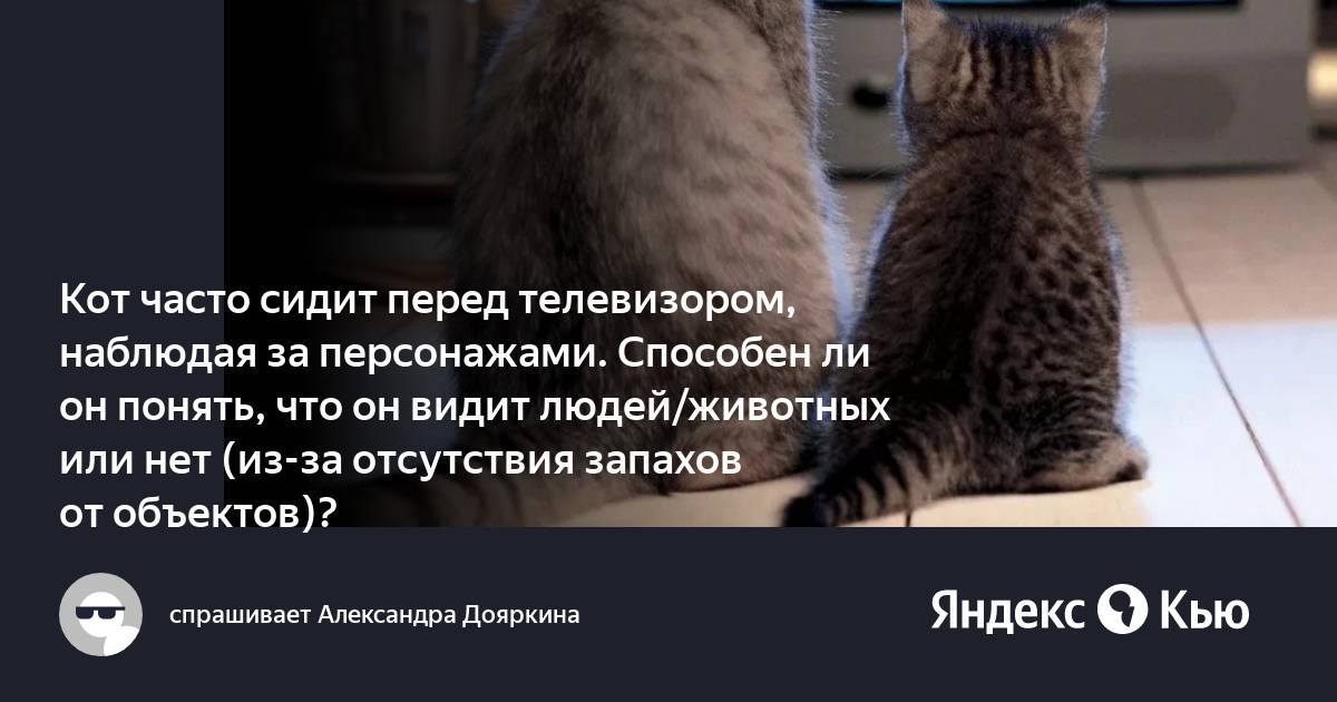 Кот постоянно сидит. Федерация кошек Тамбов.