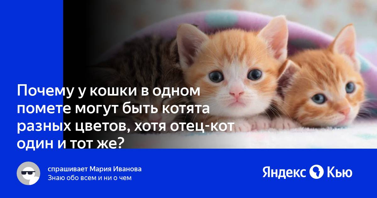 Почему у кошки в одном помете могут быть котята разных цветов, хотя  отец-кот один и тот же?» — Яндекс Кью