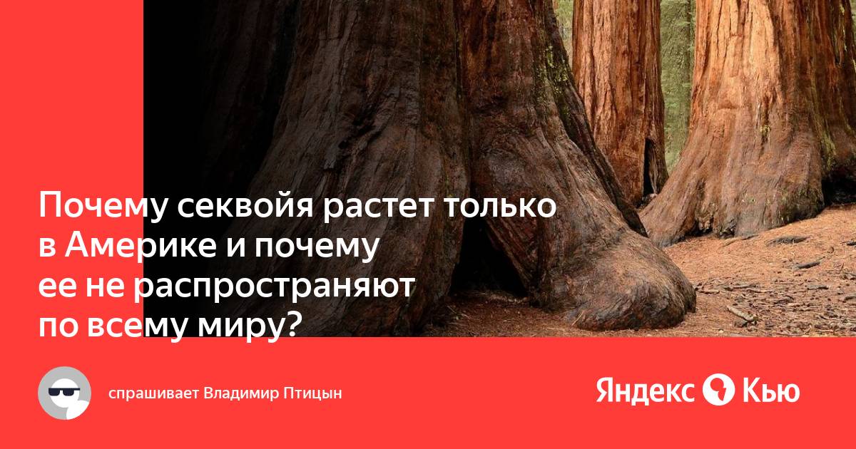 В какой природной зоне растет секвойя. Почему Секвойя растет только в Америке. Деревья Секвойя в Северной Америке. Смотрю как деревья растут. Где растут секвойи карта.