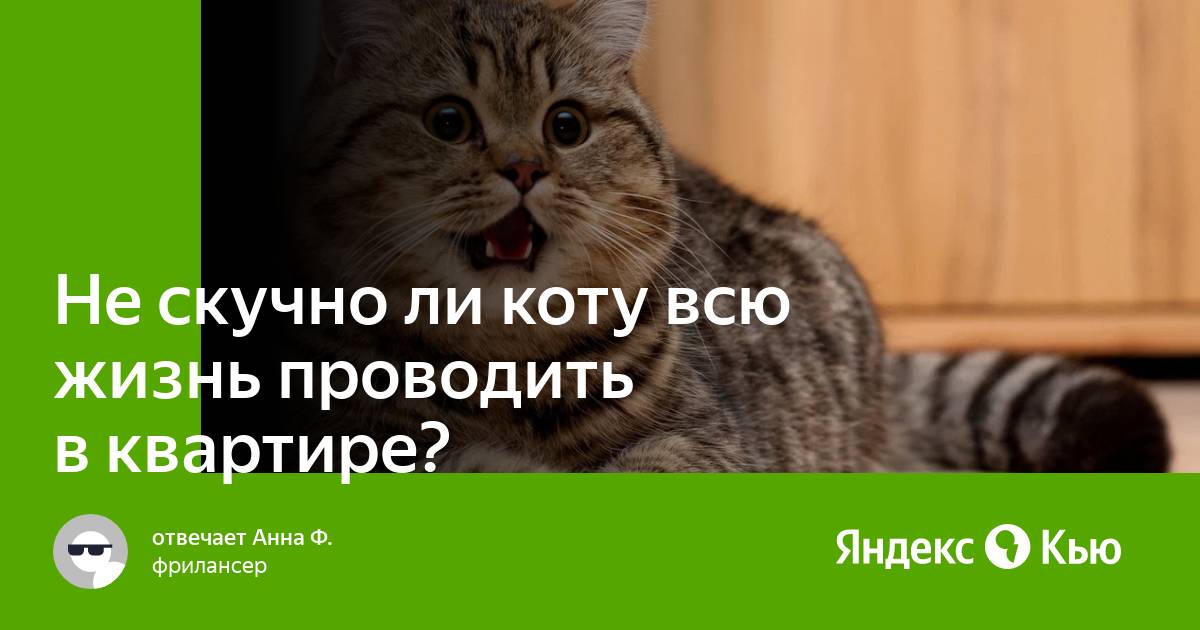 Полезные породы кошек для людей. Кошка цель. Тех шерстный кот. Порода кошек которая не способна жить с человеком.