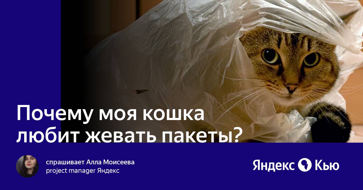 Почему моя кошка любит жевать пакеты?» — Яндекс Кью