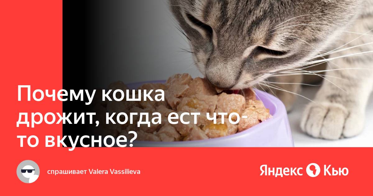 Почему кошка дрожит, когда ест что-то вкусное?» — Яндекс Кью