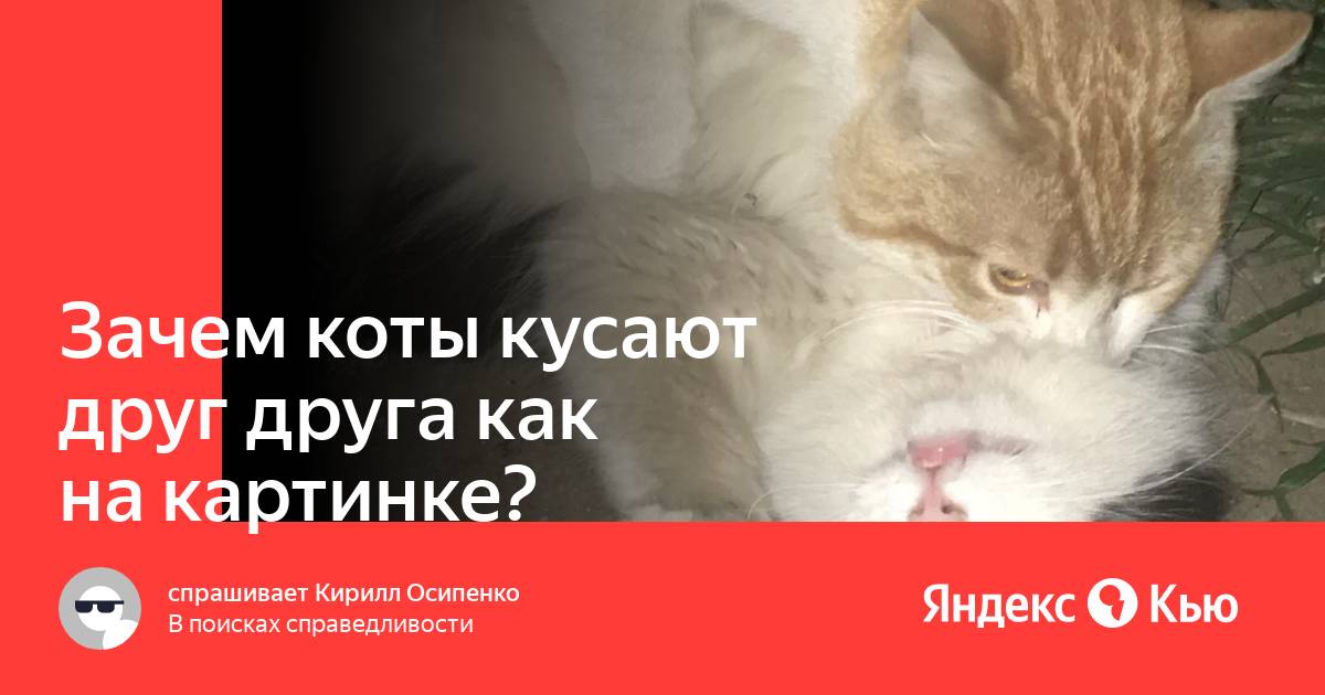 Почему коты кусают людей