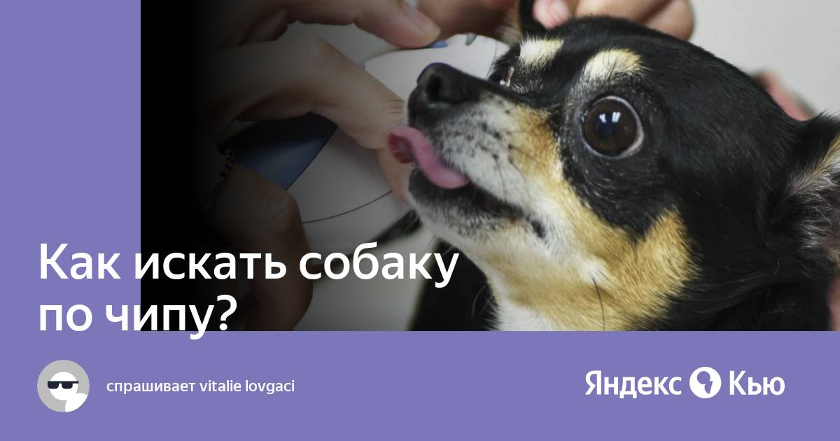 Собаку по номеру микрочипа. Чипирование животных. Как найти собаку по чипу. Чипирование собак. База данных чипированных животных.