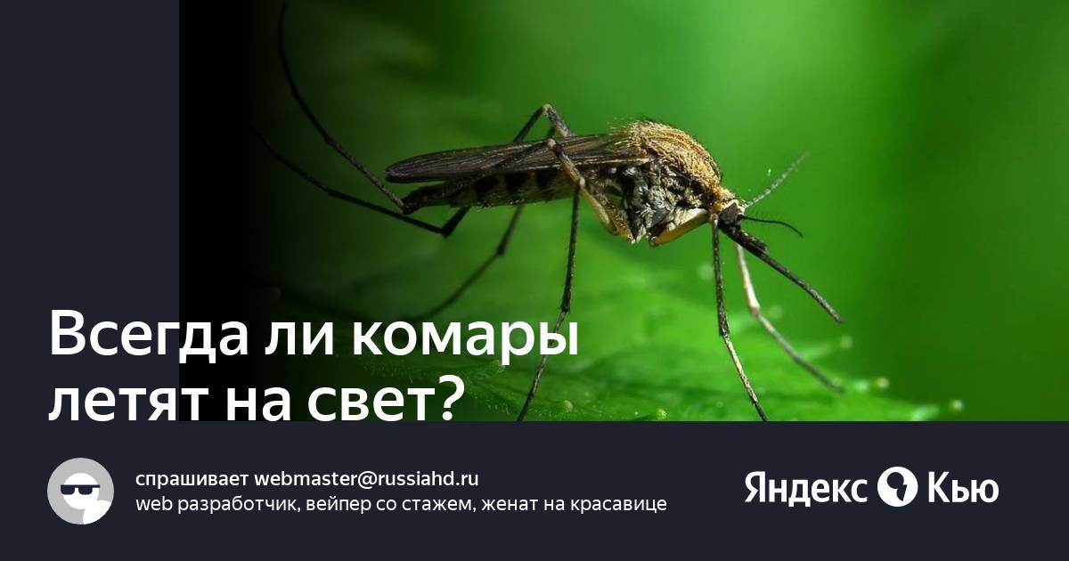 Комар летит. Комар может летать под дождем. Летит комар для детей. С какой скоростью летает комар. Полетевший комаров