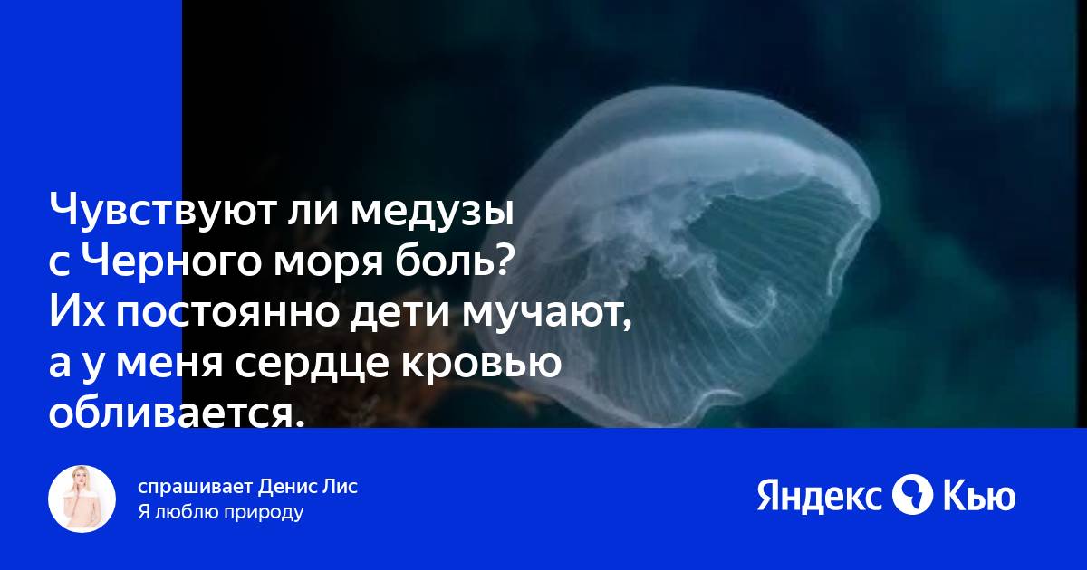 У медузы есть мозги. Чувствуют ли медузы боль. У медузы есть нервное окончание. Сердце медузы. Нервная система медузы.