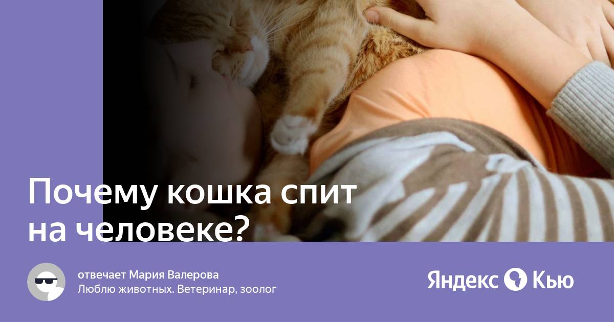 Почему кошка приходит спать к человеку. Почему кошка приходит спать к человеку
