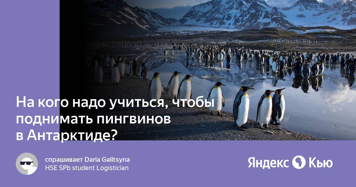 Поднимать пингвинов в антарктиде вакансии