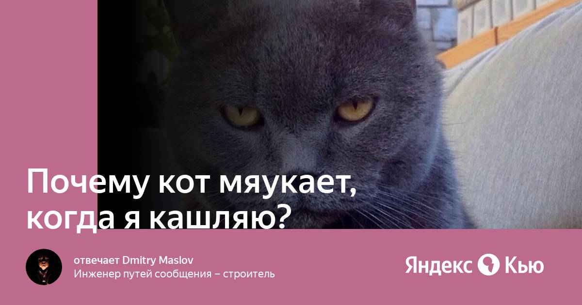 Казань почему коты. Почему котёнок мяукает без причины.