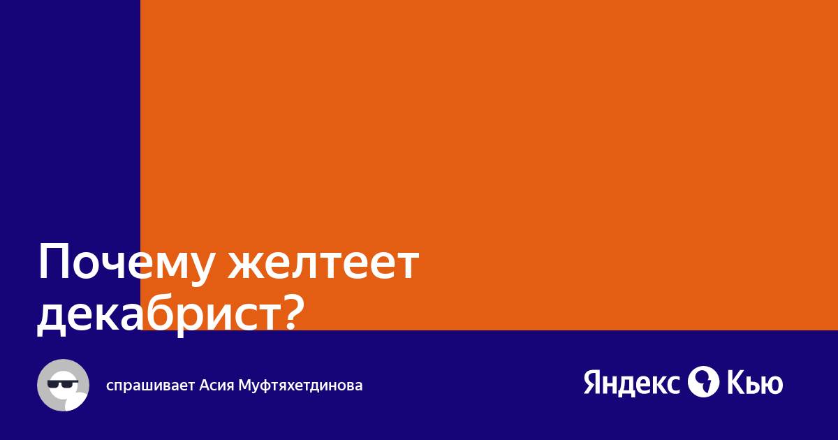 Вазон декабрист - как заставить зацвести и условия ухода за цветком | РБК Украина