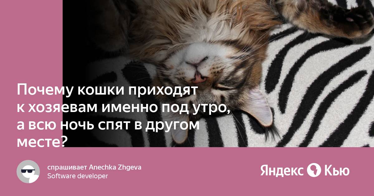 Почему кошки приходят к хозяевам именно под утро, а всю ночь спят в другом  месте?» — Яндекс Кью
