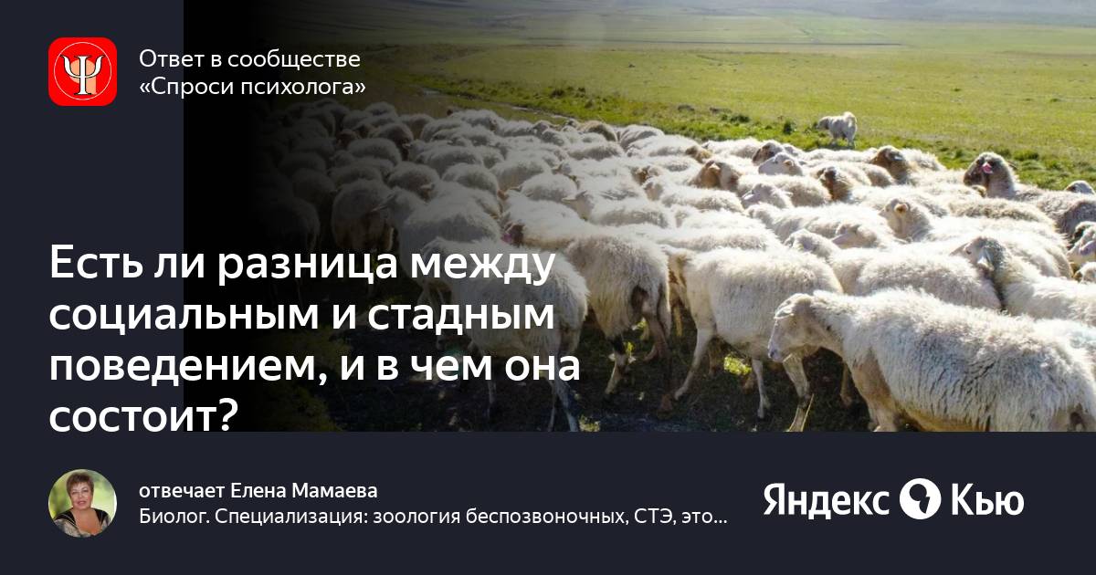 Есть ли разница между. Стадное поведение другим словом. Стадный образ жизни плюсы и минусы. [AST Production] стадный инстинкт.