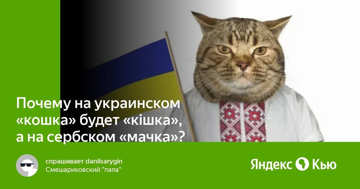 Кошка по украински. Украинская кошка. Как кошка на украинском.