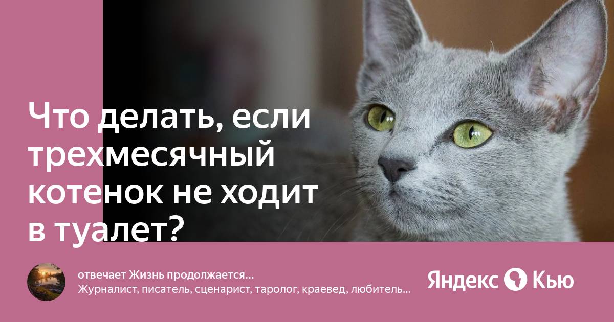 Что делать, если трехмесячный котенок не ходит в туалет?» — Яндекс Кью