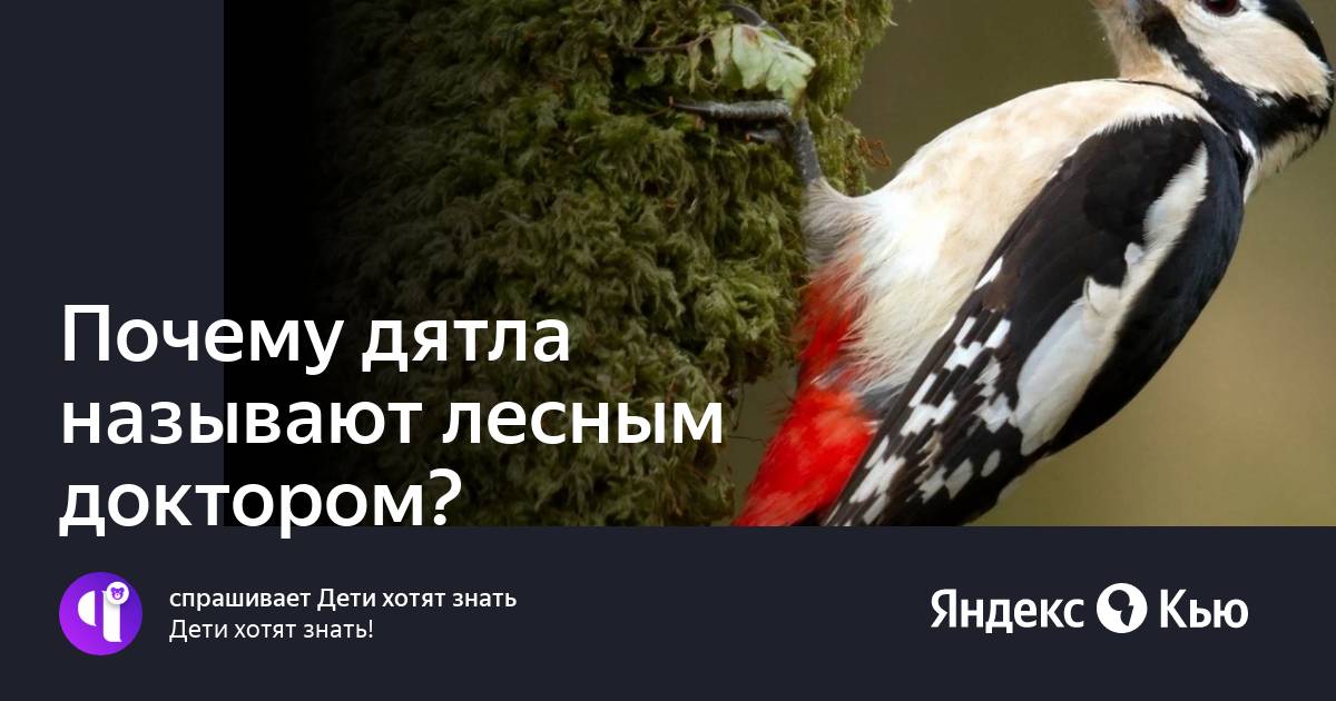 Почему дятлы получили такое название. Почему дятлы получили такое название