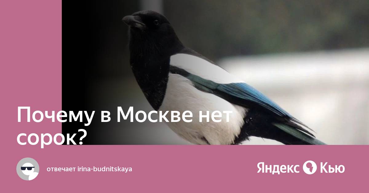 Москва сорока сорок. Сорока обыкновенная в полете. Москва сорока сорок. Москва сорока сорок. Сорока на дереве.
