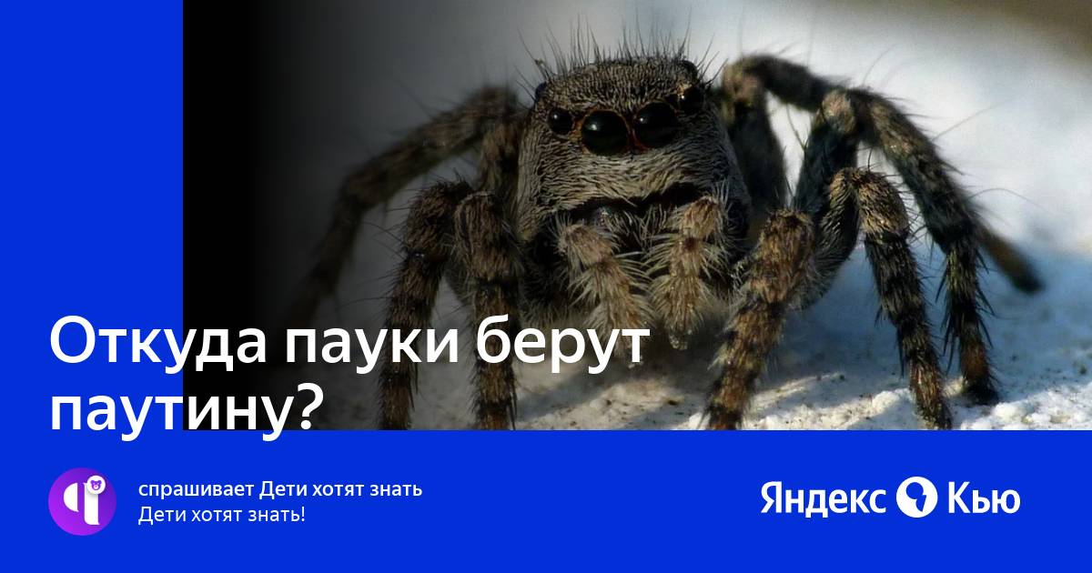Где взять паука Где взять паука